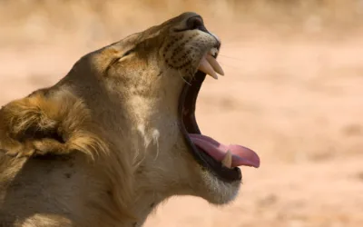 An African lion roaring with its mouth wide open, showing its teeth