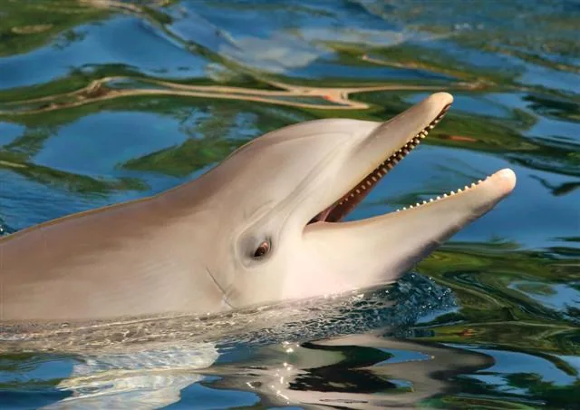 A smiling bottlenose dolphin showing its smooth, rubbery skin