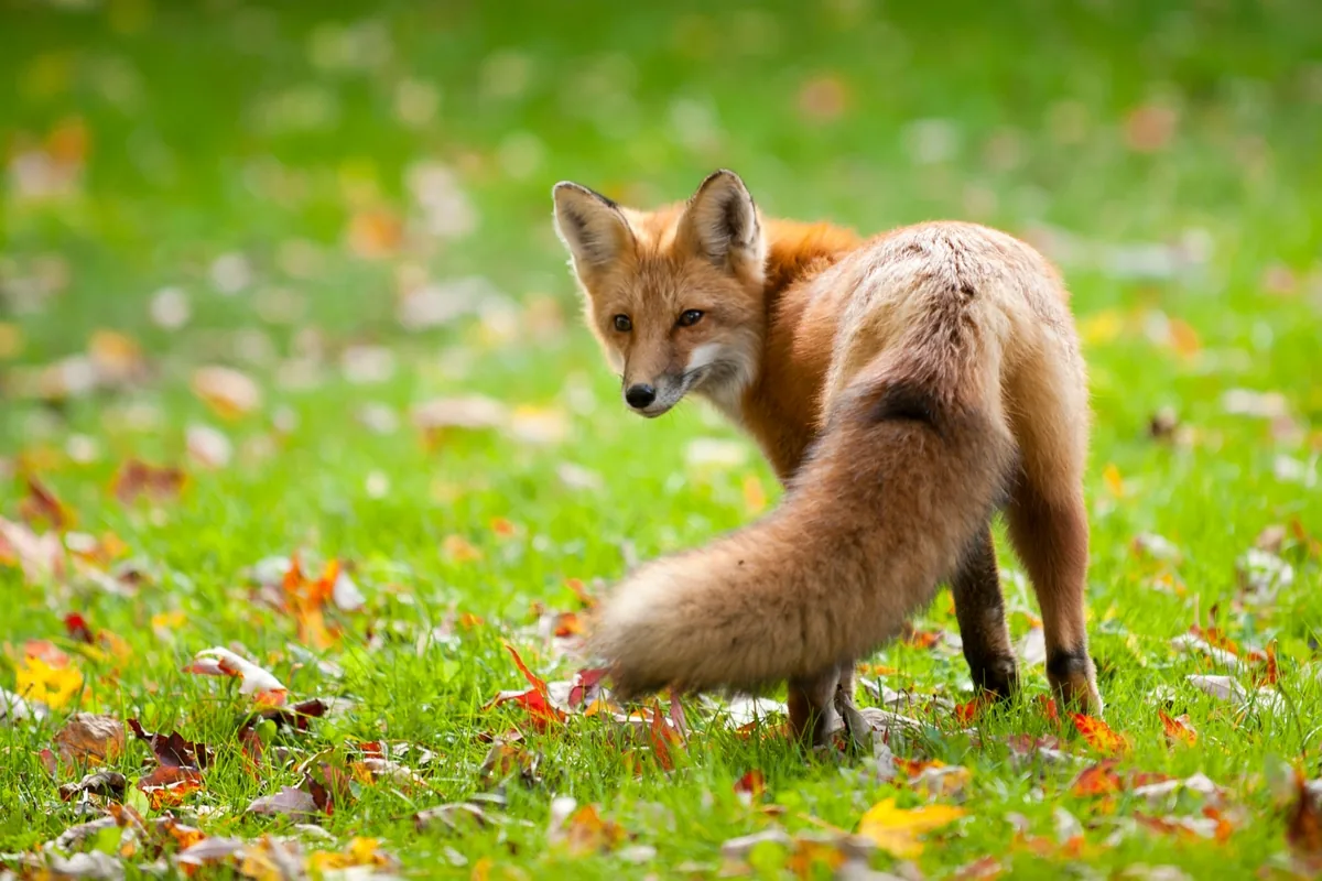 A red fox in a natural habitat