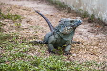 Blue Iguana, a blue-colored animal