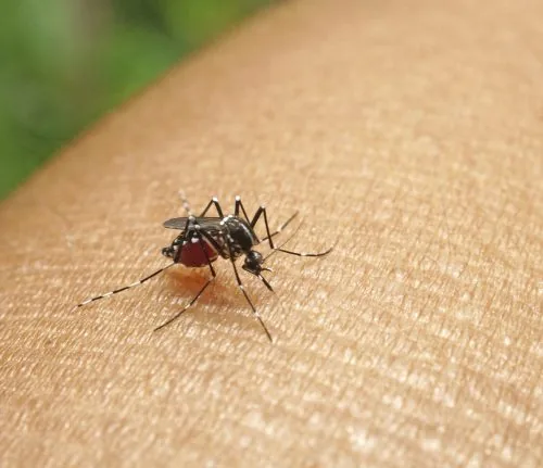 Aedes mosquito perched on skin