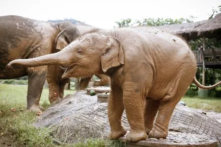 Muddy elephant