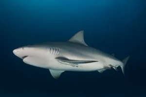 A bull shark with its stocky body and short, blunt snout swimming in deep water