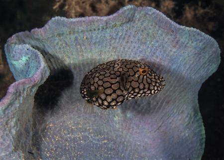 Iridescent sea sponge