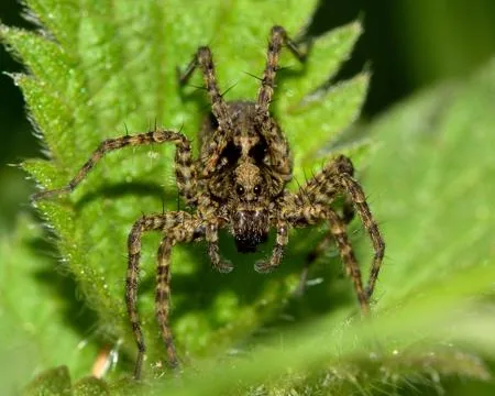 Wolf spider (Pardosa sp.) showing bristles on legs
