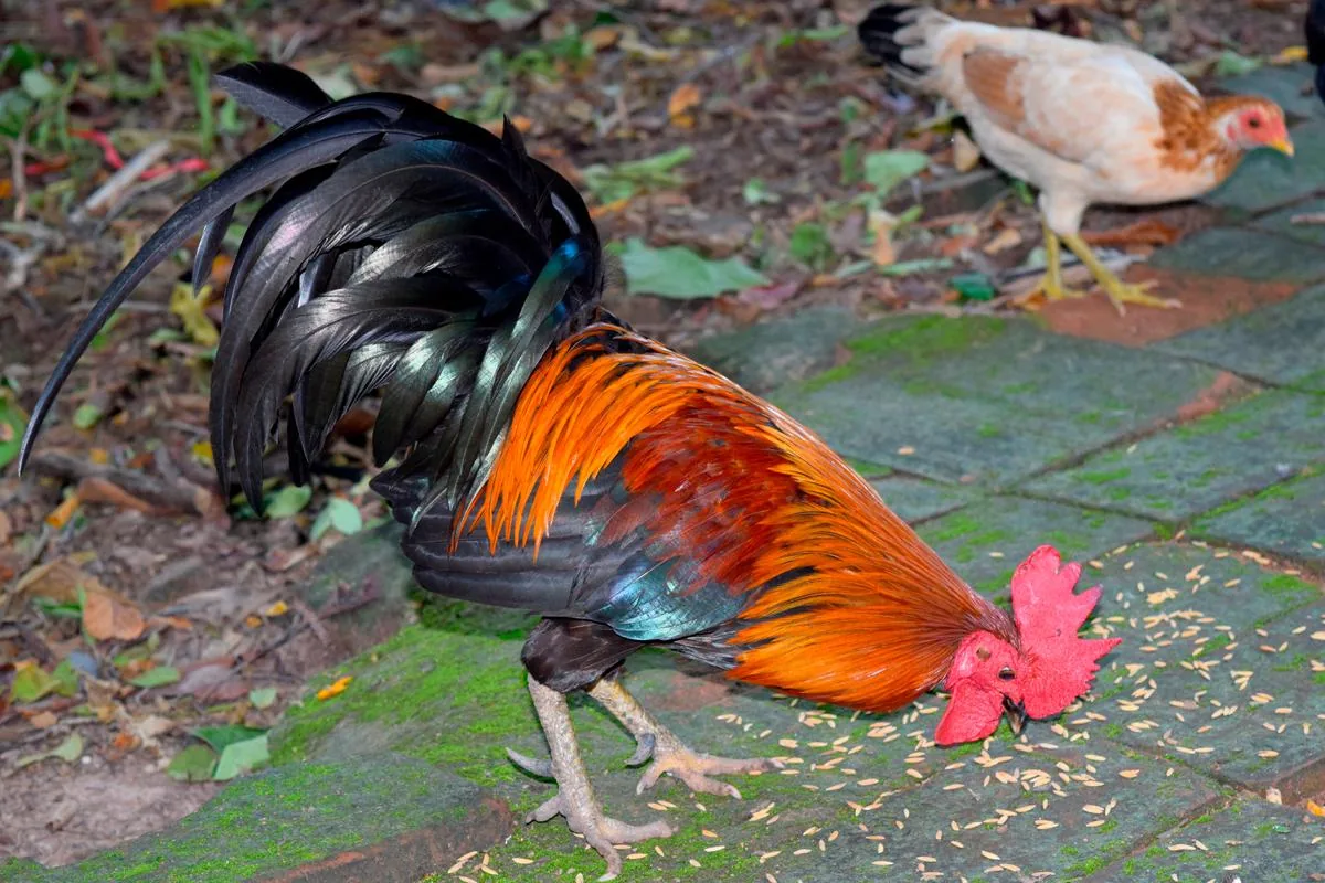 A bantam chicken eating rice