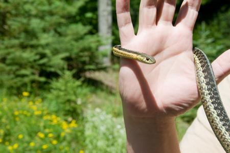 A person holding a colorful garter snake, showing its vivid pattern.