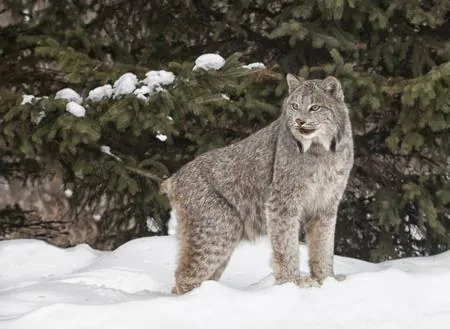 A Canadian lynx standing in snow beside a snow-covered spruce tree