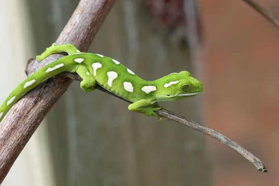 Geckos (Gekkonidae)