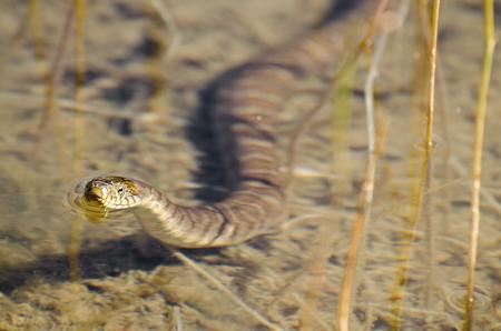 Brown water snake