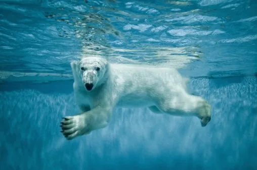 Polar bear swimming underwater in the Arctic
