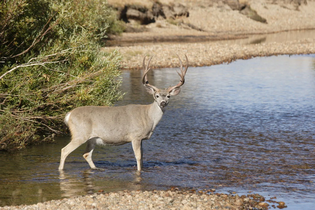 Black-tailed Deer in the wild