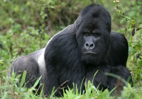 Silverback gorilla showing powerful jaw and teeth