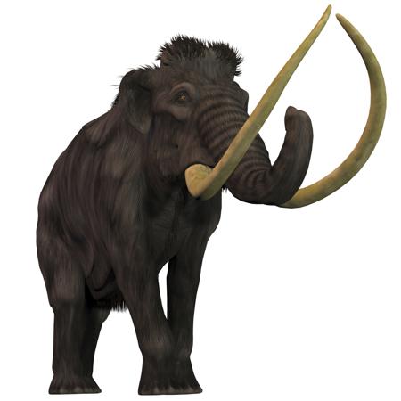 Woolly mammoth, Mammuthus primigenius
