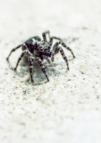 A zebra jumper spider on a wall, with bold black and white pattern