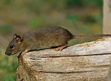 Pack rat among desert cactus