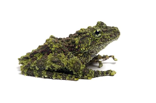 Vietnamese mossy frog - Theloderma corticale