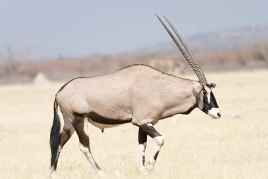 Oryx antelope in grassland