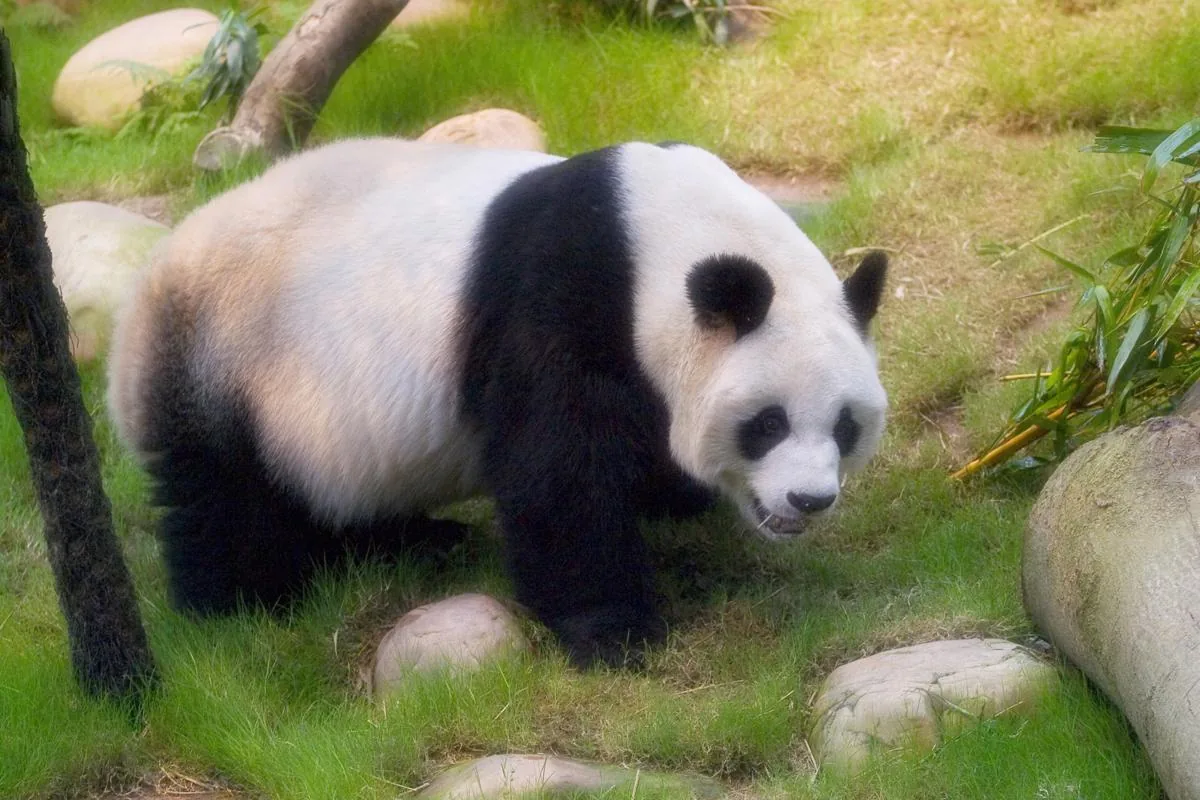 A giant panda sitting upright, showing its distinctive black-and-white coat