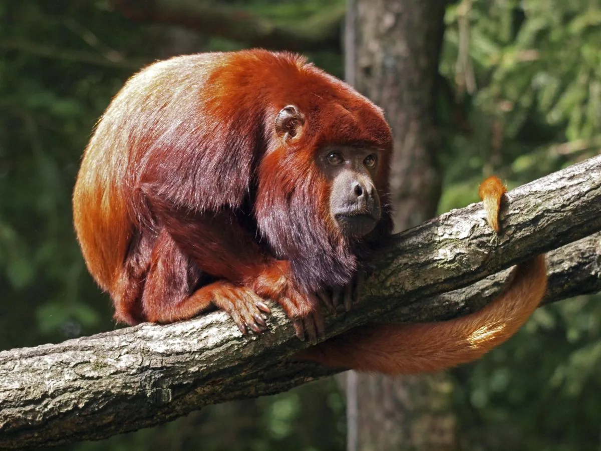 Red Howler Monkey