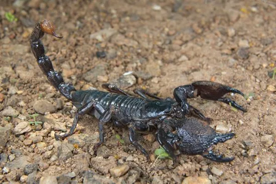 Scorpion