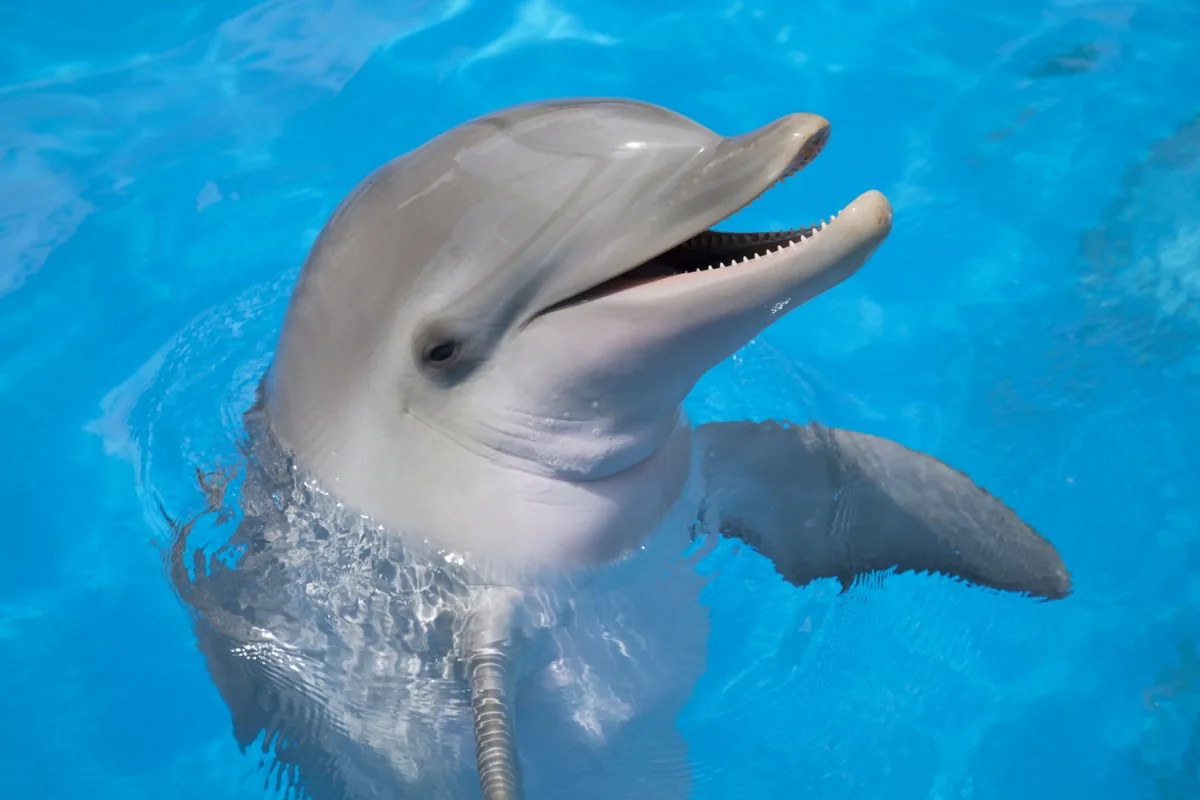 A happy dolphin leaping from the ocean, showing its characteristic smile