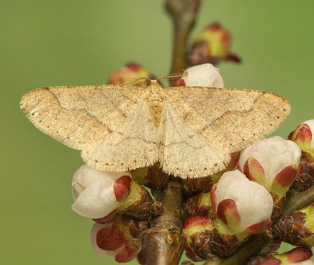 A geometer moth with patterned wings resting on bark