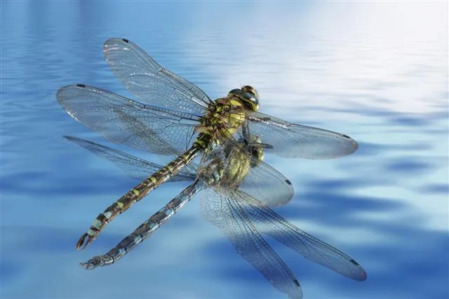 A dragonfly resting near a water body