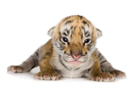 Tiger cub