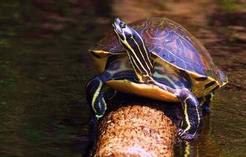 Florida red-bellied cooter basking