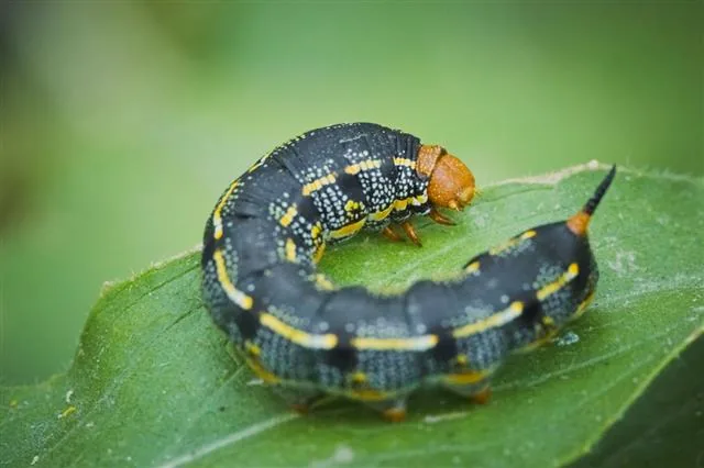 Black caterpillar on a garden leaf