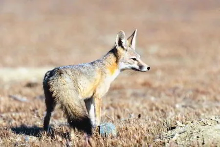 Kit fox (Vulpes macrotis) of the North American desert
