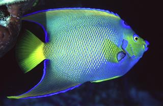 Blue angelfish