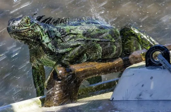 Iguanas and Spinytail Iguanas (Iguanidae)