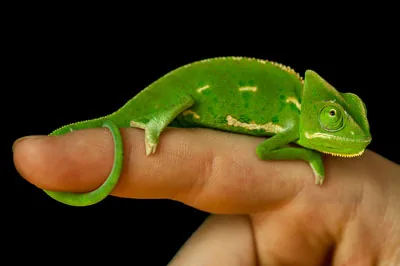 Veiled Chameleon showing distinctive tall casque on head
