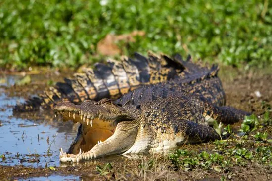 Saltwater crocodile