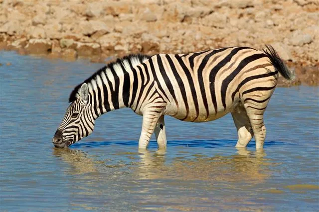 Plains zebra drinking at a water hole