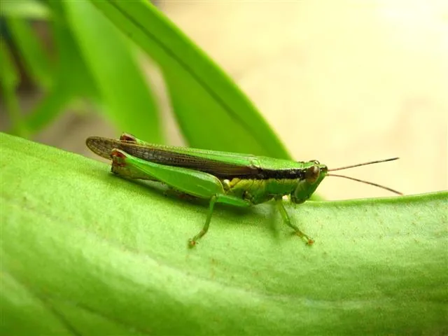Grasshopper on a plant