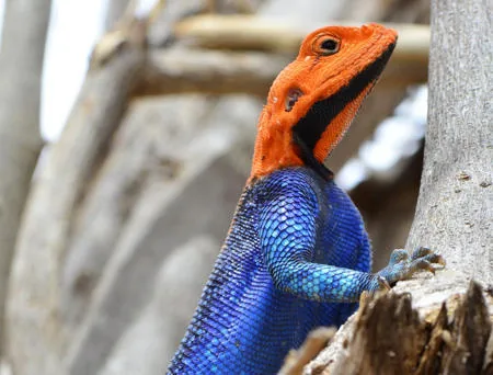 A male agama lizard perched on a tree trunk, showing vivid orange and blue breeding colors