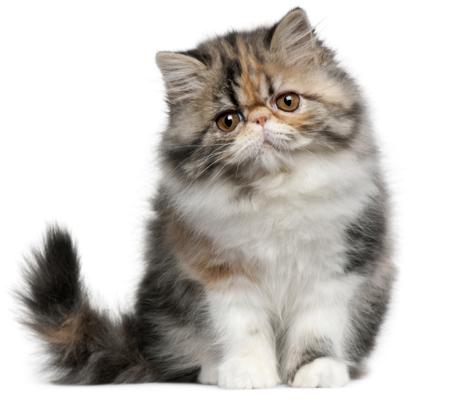 Persian cat kitten