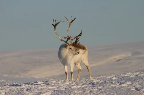 A caribou with branching antlers in the Arctic