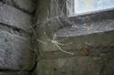 Startling Facts About Daddy Long-legs Spiders