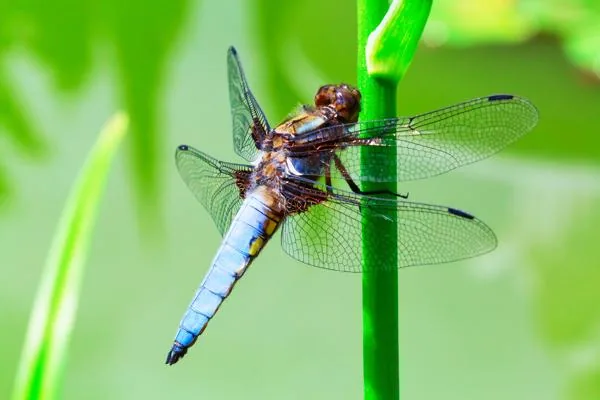 Giant dragonfly on tree