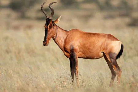 Red hartebeest close-up