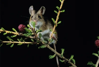 Kangaroo rat with strong hind legs