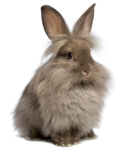 Lionhead bunny rabbit