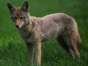 A coyote in the wild, showing its slender build and triangular ears