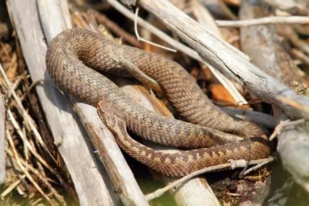 A snake basking in warm sunlight on a rock to aid digestion