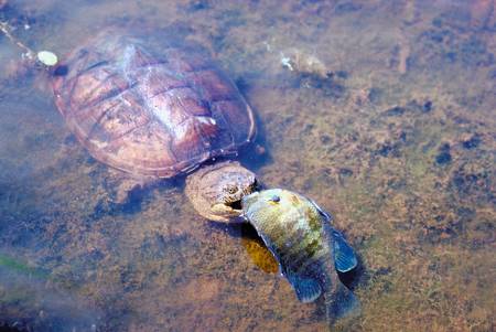 Snapping turtle feeding in a freshwater habitat