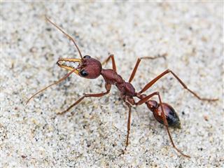 A bulldog ant on a leaf, showing its elongated body and powerful mandibles